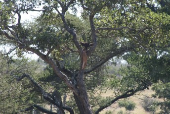 Tawny Eagle feeding on a male Impala carcass.