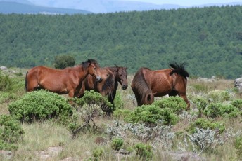 Wild horses in Kaapsehoop